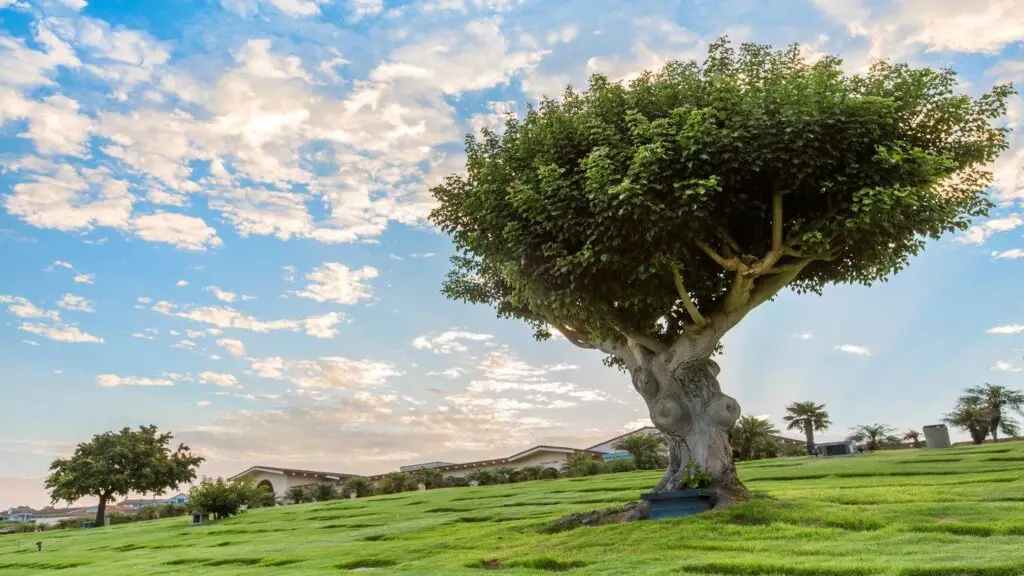 A scenic view of a tree at Pacific View Memorial Park surrounded by lush greenery and a serene sky