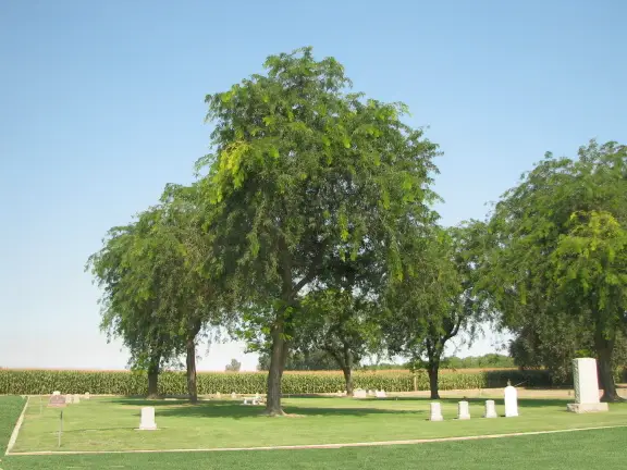 Green landscape with headstones at Kings River Cemetery, providing a tranquil and respectful resting place